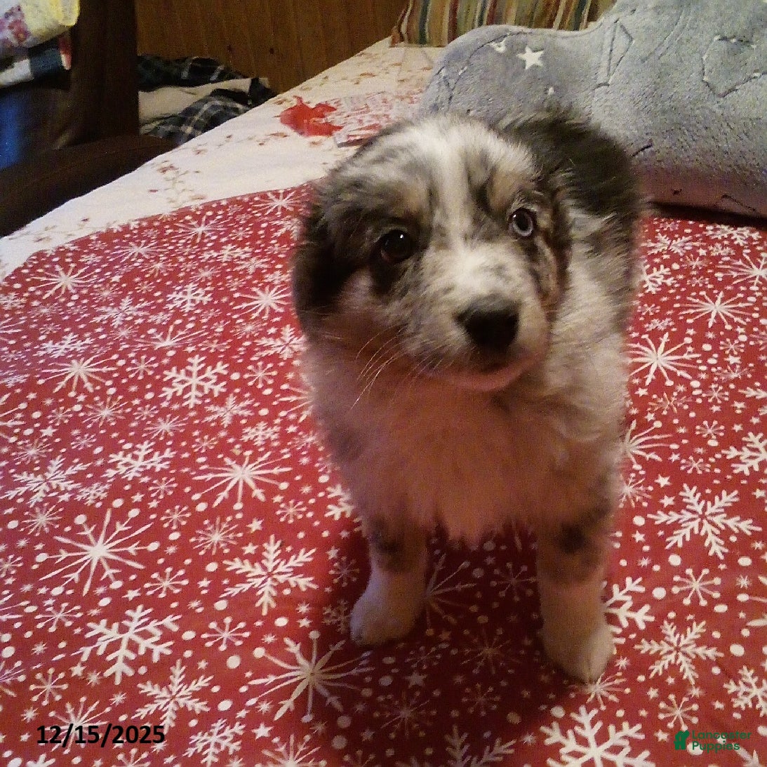 Miniature Australian Shepherd dogs Buckeye - Ad 1