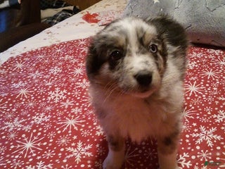 Miniature Australian Shepherd dogs Buckeye - Ad 1
