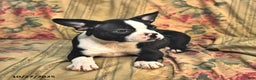 Boston Terrier dogs for sale: Molly - Ad 6