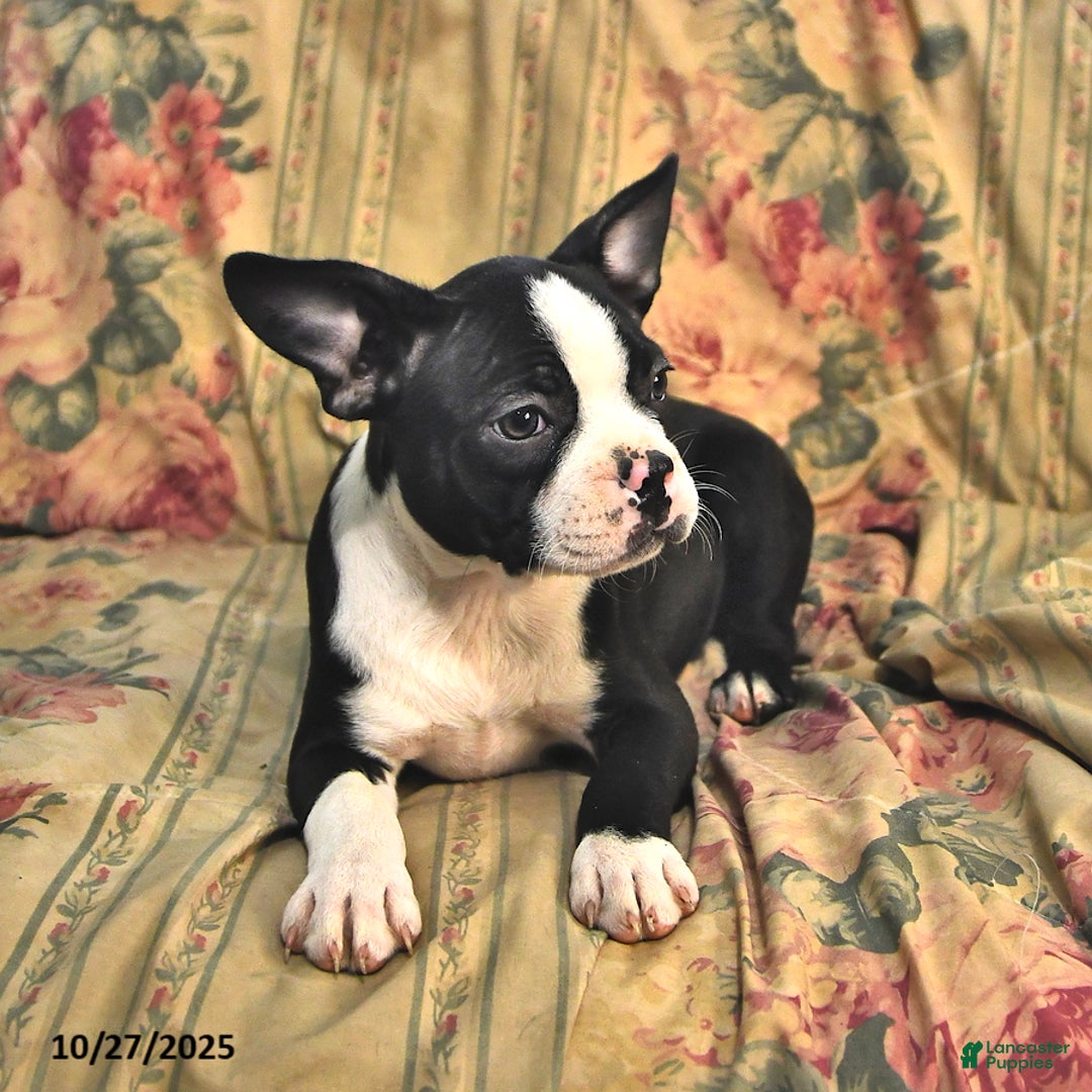 Boston Terrier dogs for sale: Molly - Ad 6