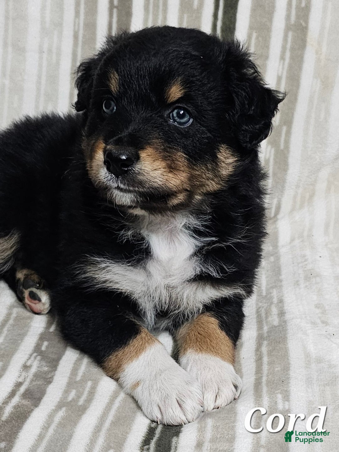 Australian Shepherd dogs for sale: CORD  - Ad 4