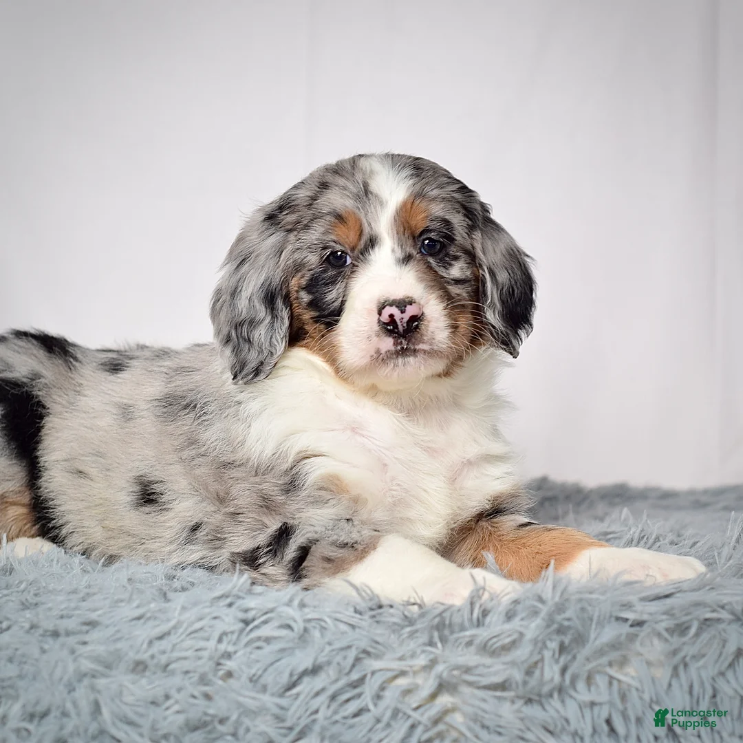 Bernedoodle dogs for sale: Ms. Vivian - Ad 3