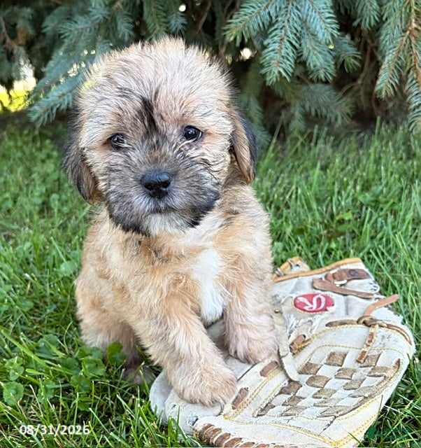 Shorkie dogs Axle - Ad 2
