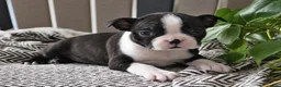 Boston Terrier dogs for sale: Paris - Ad 4