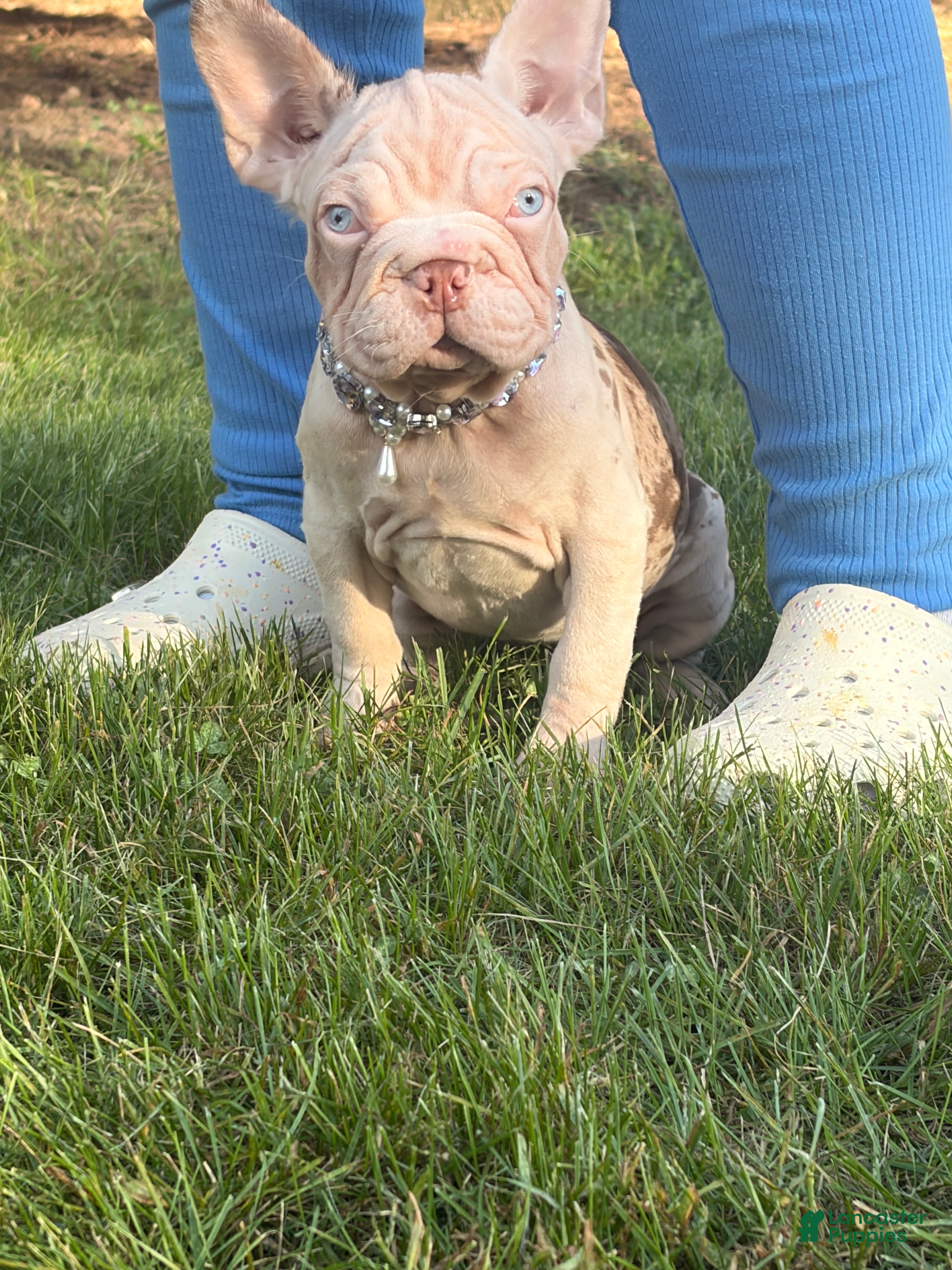 French Bulldog dogs Winter  - Ad 11