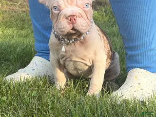 French Bulldog dogs Winter - Ad 11