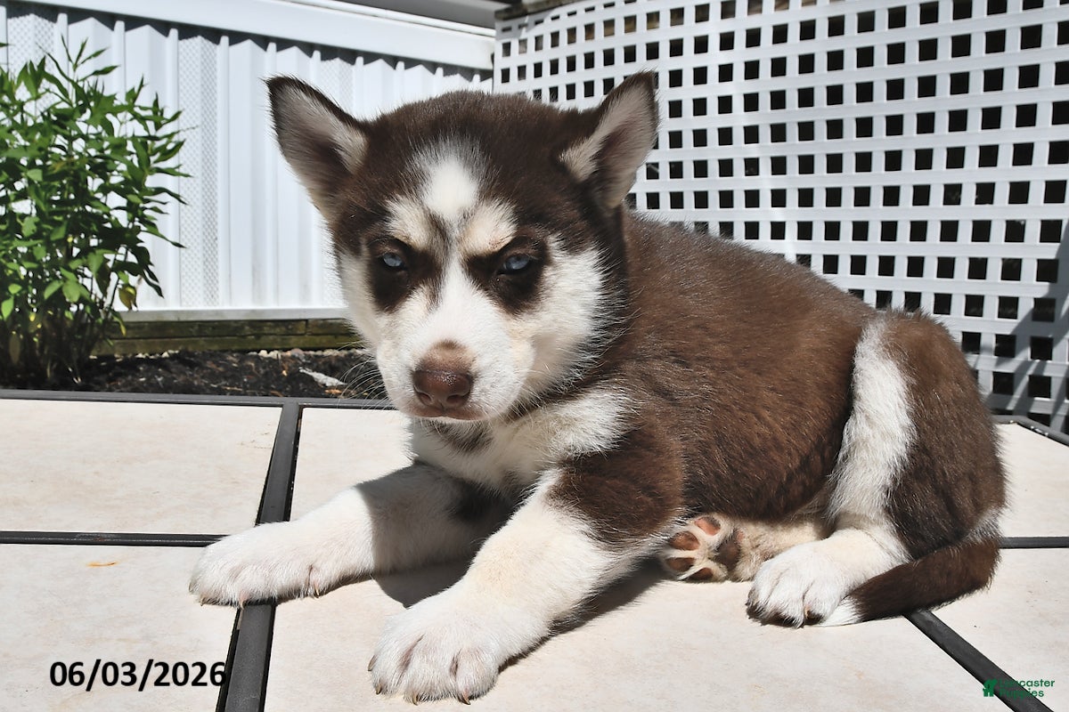 Siberian Husky dogs Crystal - Ad 2