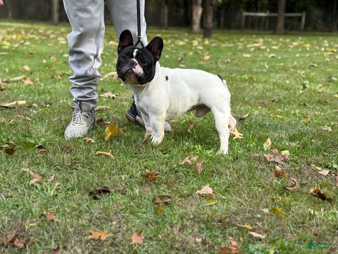 French Bulldog dogs for stud: Kasper - Ad 2