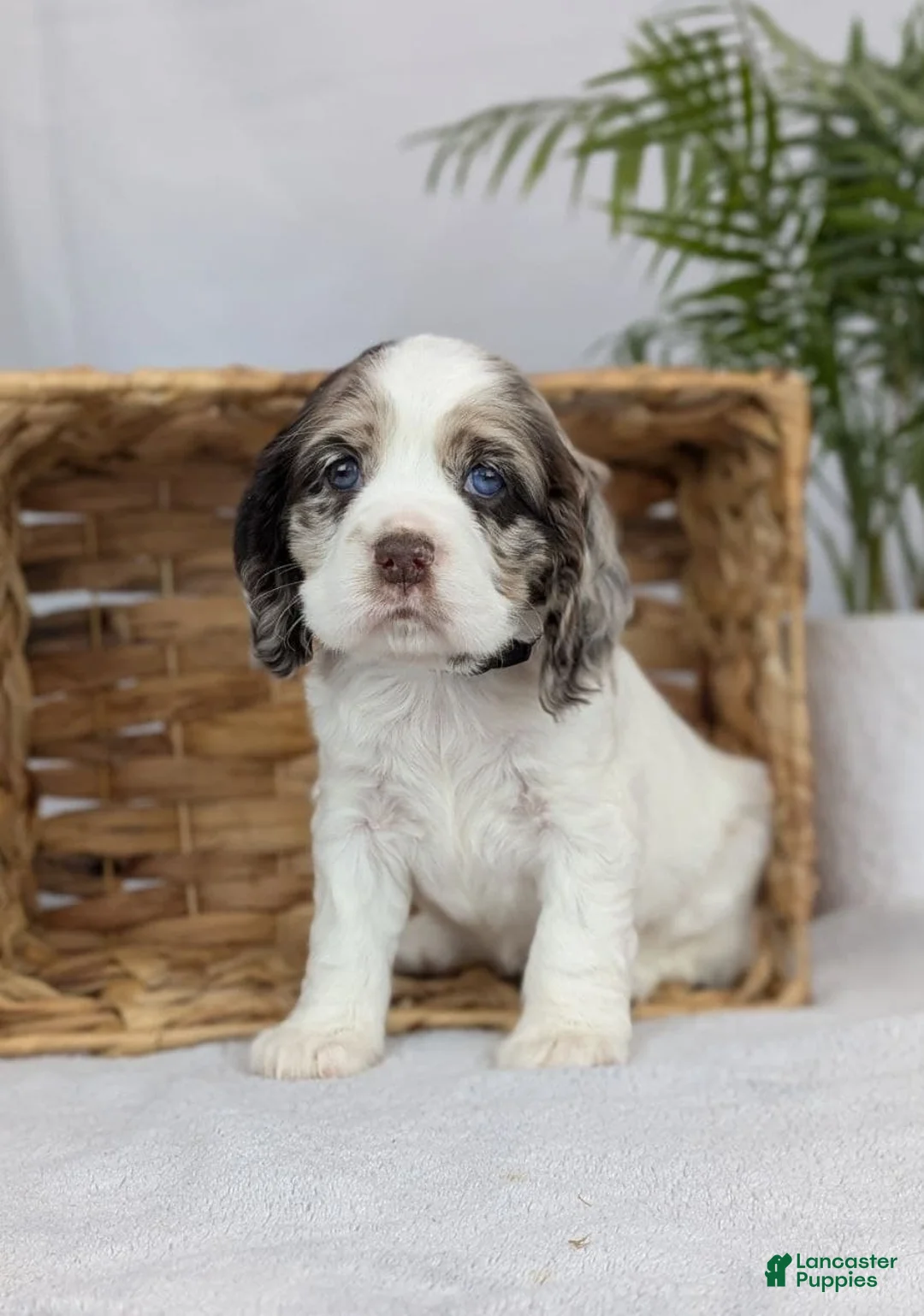 Cocker Spaniel dogs for sale: Cocker Spaniel Puppy 3 - Ad 3