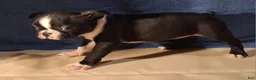 Boston Terrier dogs for sale: Esme - Ad 4