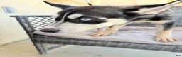 Pitsky dogs for sale: Pitsky 4 - Ad 6