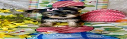 Yorkshire Terrier dogs for sale: Bloom🌸 - Ad 4