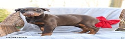 Doberman Pinscher dogs for sale: Belle - Ad 2