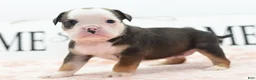 Mixed Breed dogs for sale: Queen - Ad 22