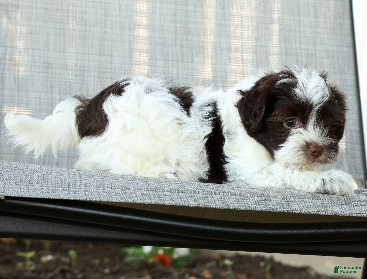 Havanese dogs for sale: Lucky - Ad 9