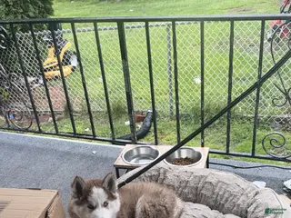 Siberian Husky dogs Siberian Husky Puppy 1 - Ad 40