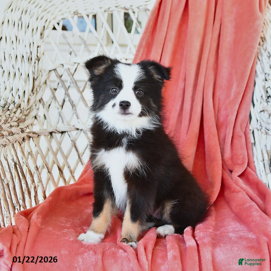 Toy Australian Shepherd dogs Cira - Ad 1