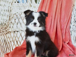 Toy Australian Shepherd dogs Cira - Ad 1