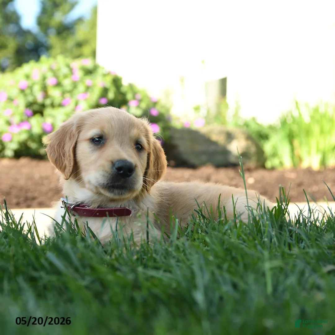 Golden Retriever dogs for sale: Hilda - Ad 5