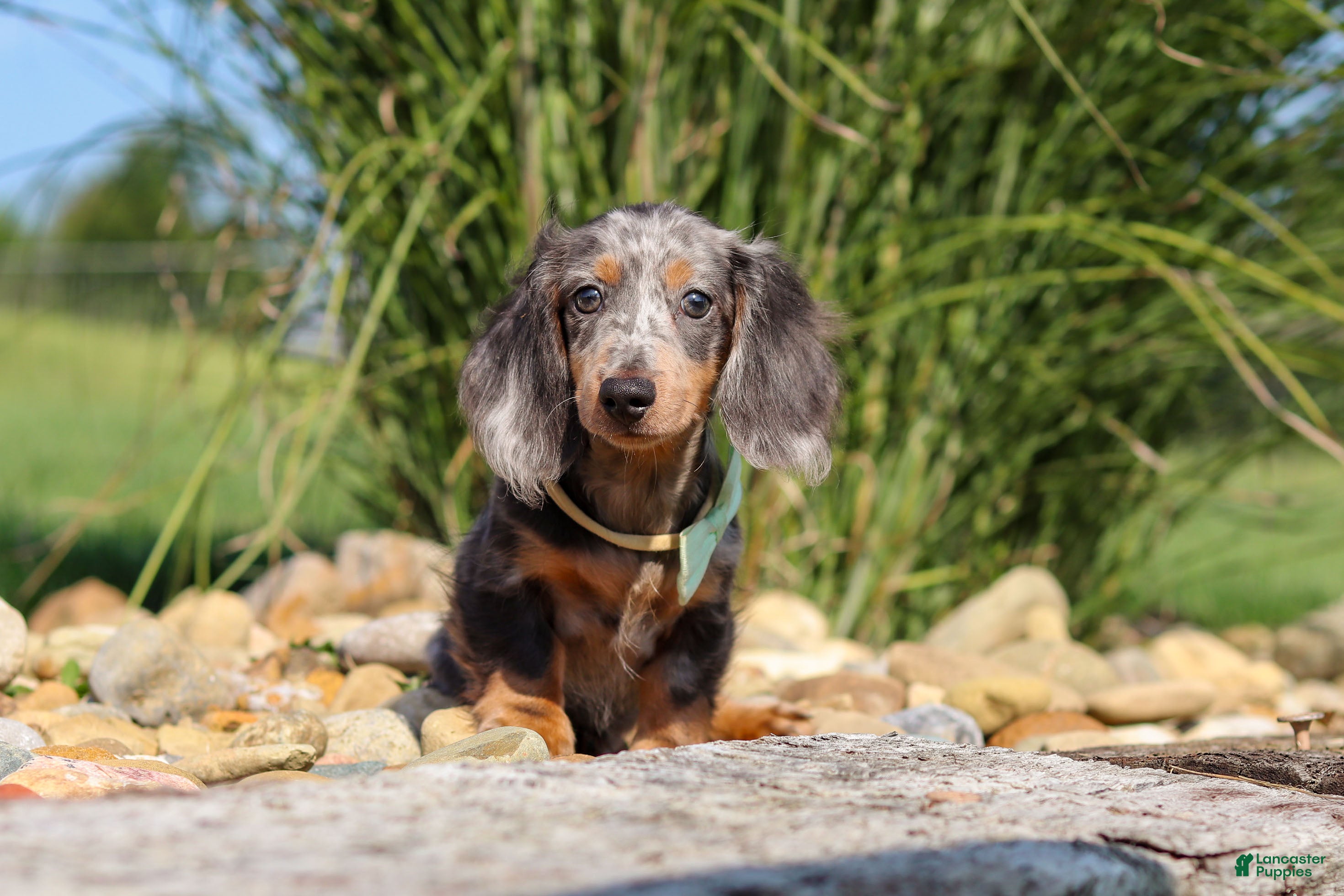 Dachshund dogs Bryce - Ad 2