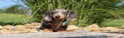 Dachshund dogs for sale: Bryce - Ad 2