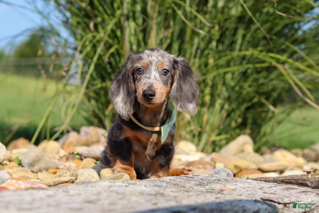 Dachshund dogs for sale: Bryce - Ad 2