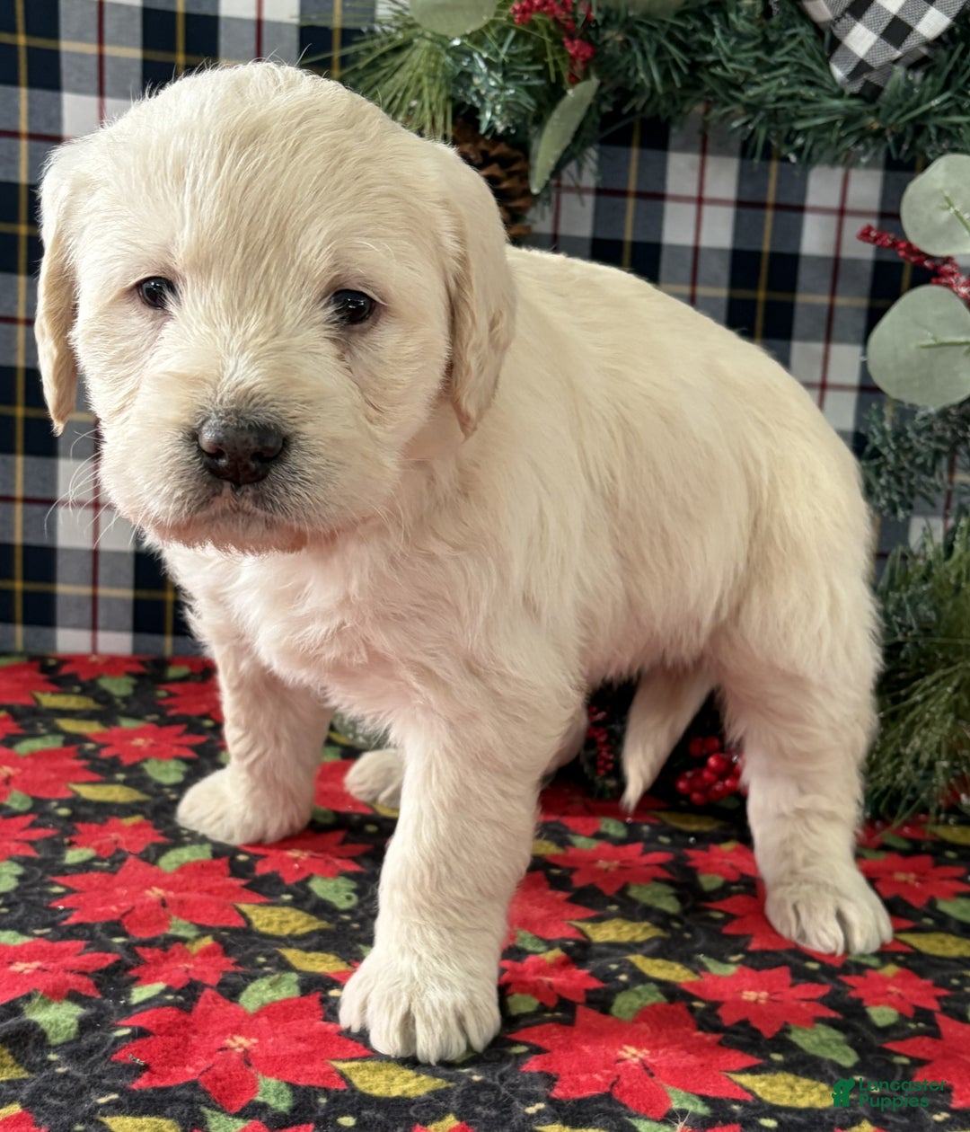 Labradoodle dogs for sale: Cooper - Ad 3