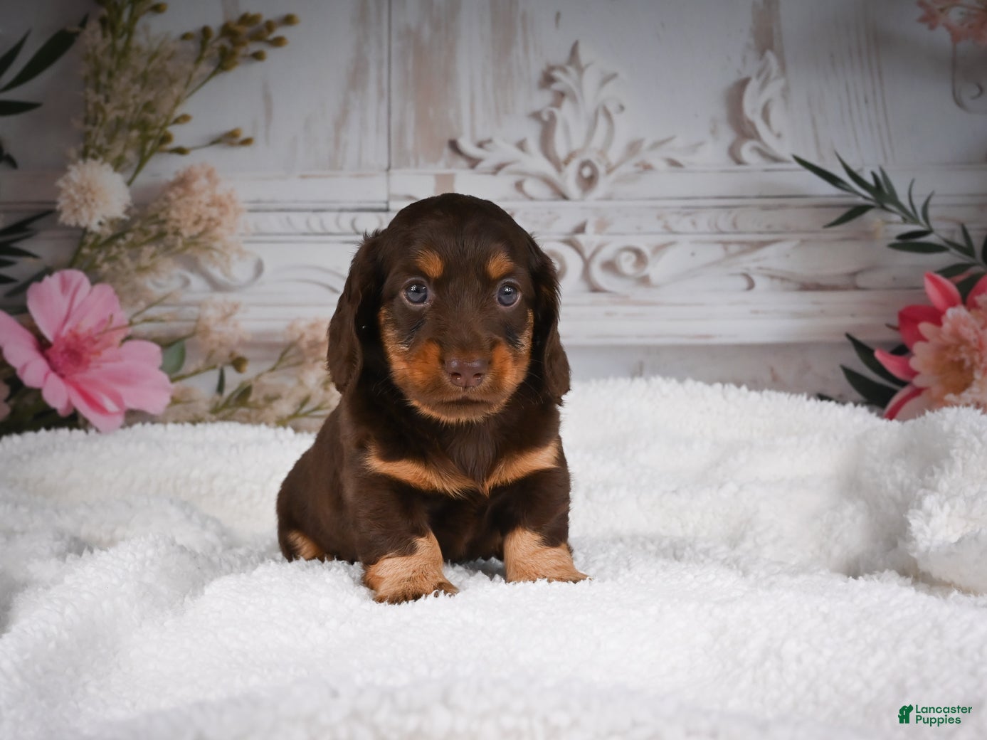 Miniature Dachshund dogs AKC-Jordan - Ad 1