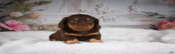Miniature Dachshund dogs for sale: AKC-Jordan - Ad 1