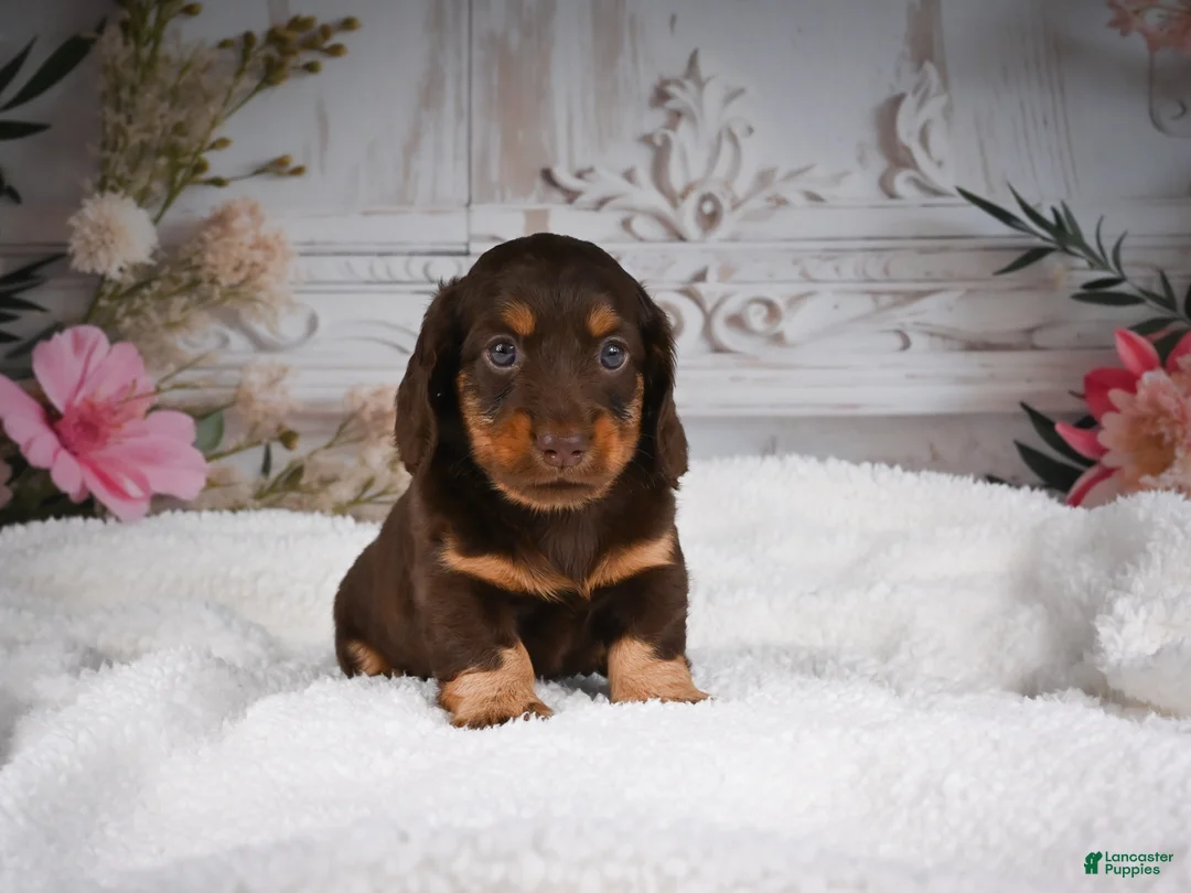 Miniature Dachshund dogs for sale: AKC-Jordan - Ad 1