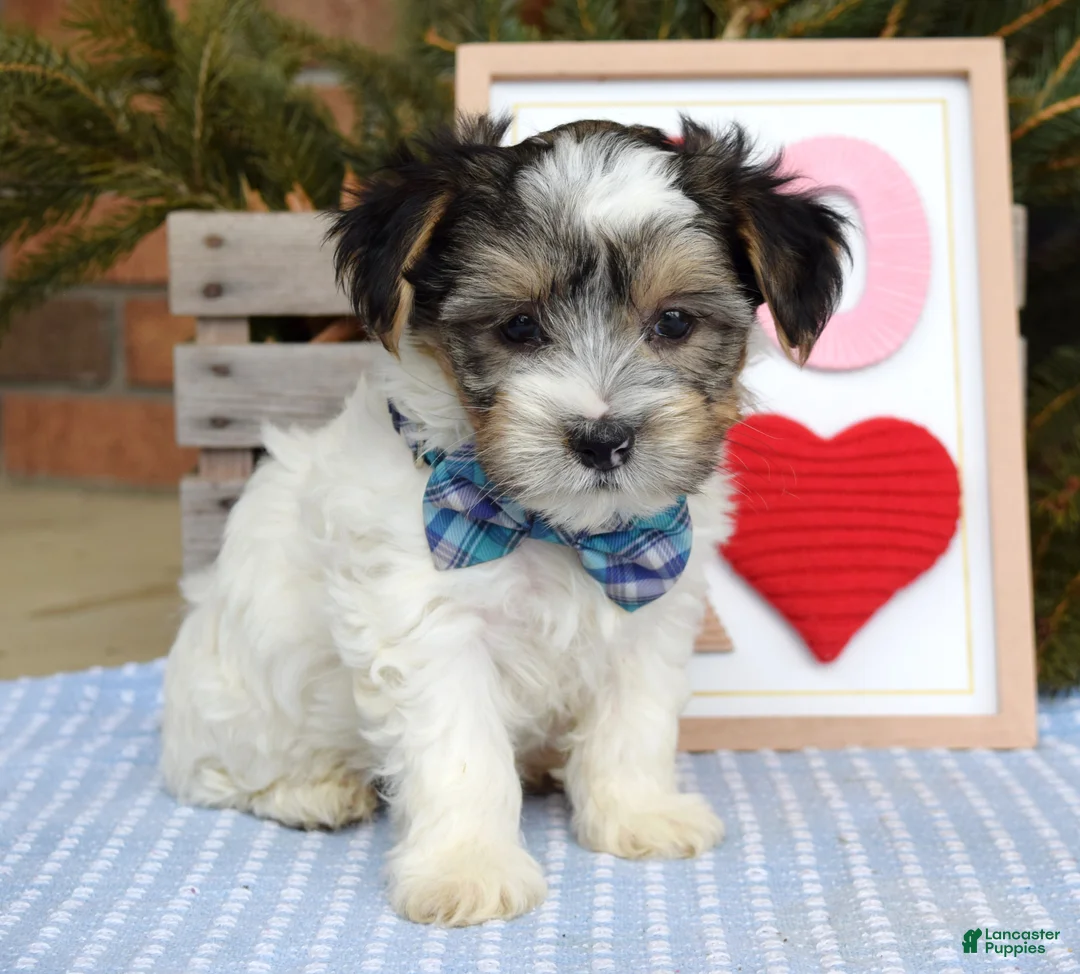 Yorkshire Terrier dogs for sale: Patrick  - Ad 7