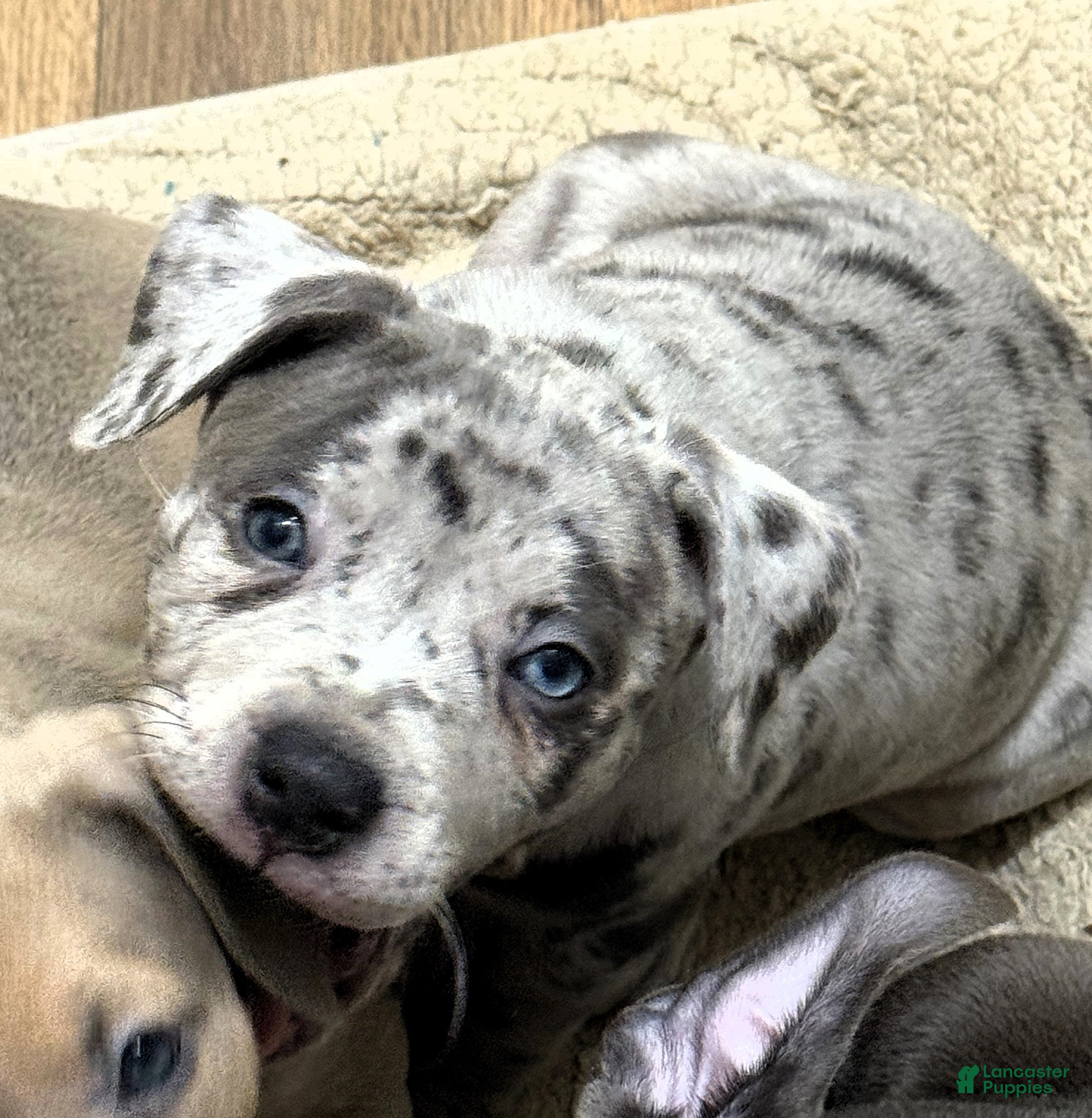 American Bully dogs "LIL KIM" - Ad 8