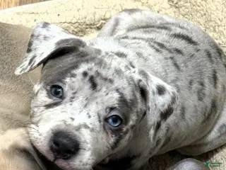 American Bully dogs "LIL KIM" - Ad 39