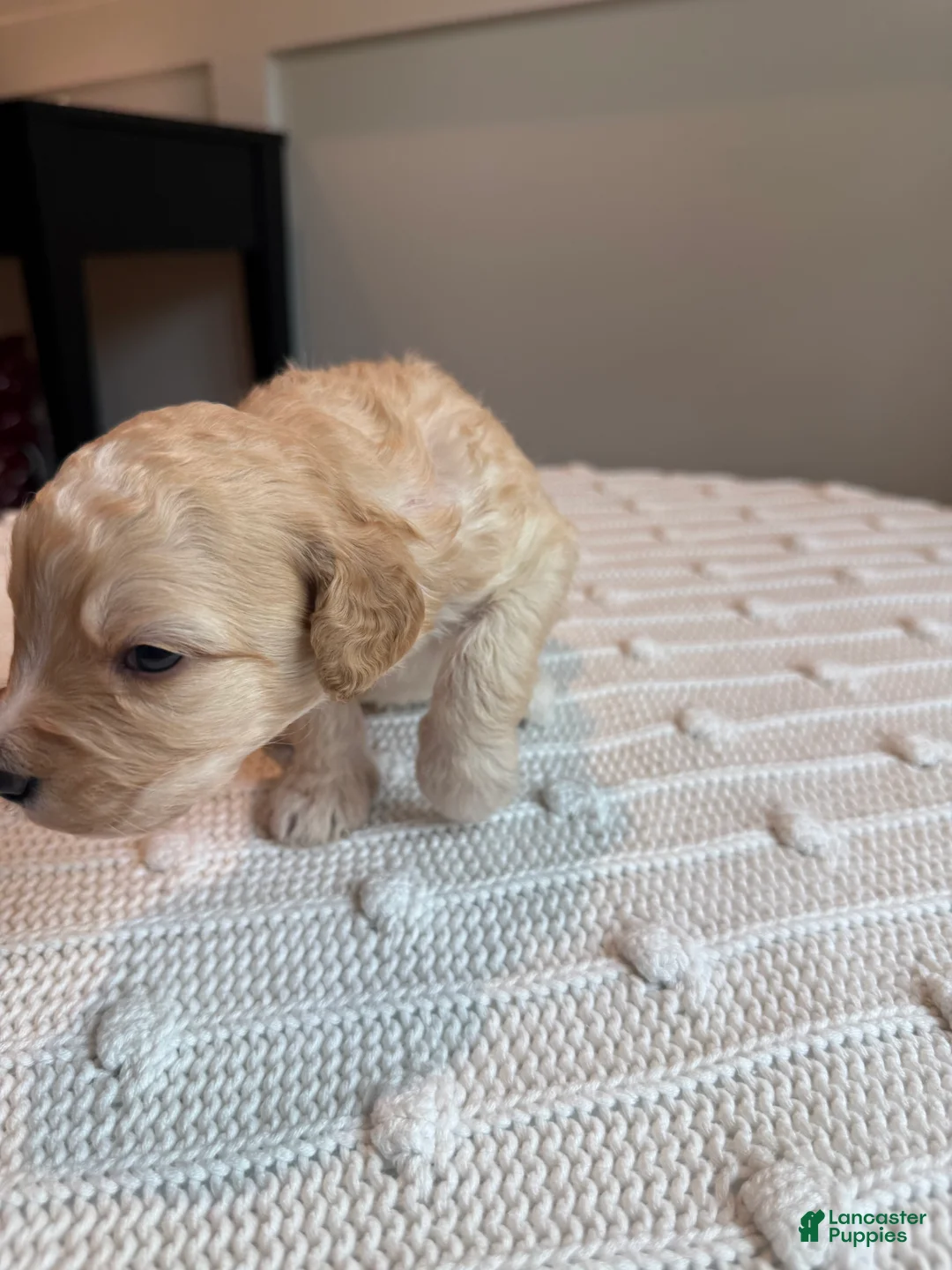 Mixed Breed dogs for sale: Biscuit - Ad 2