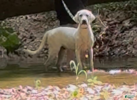 Labrador Retriever Chester