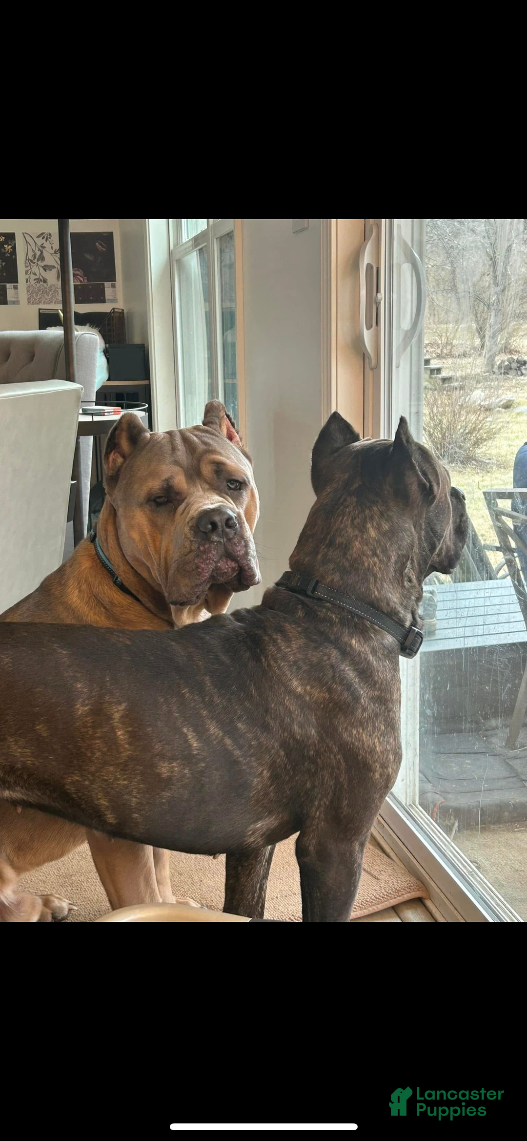 Cane Corso dogs for sale: Grey collar- male - Ad 6