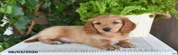 Miniature Dachshund dogs for sale: Smith - Ad 4