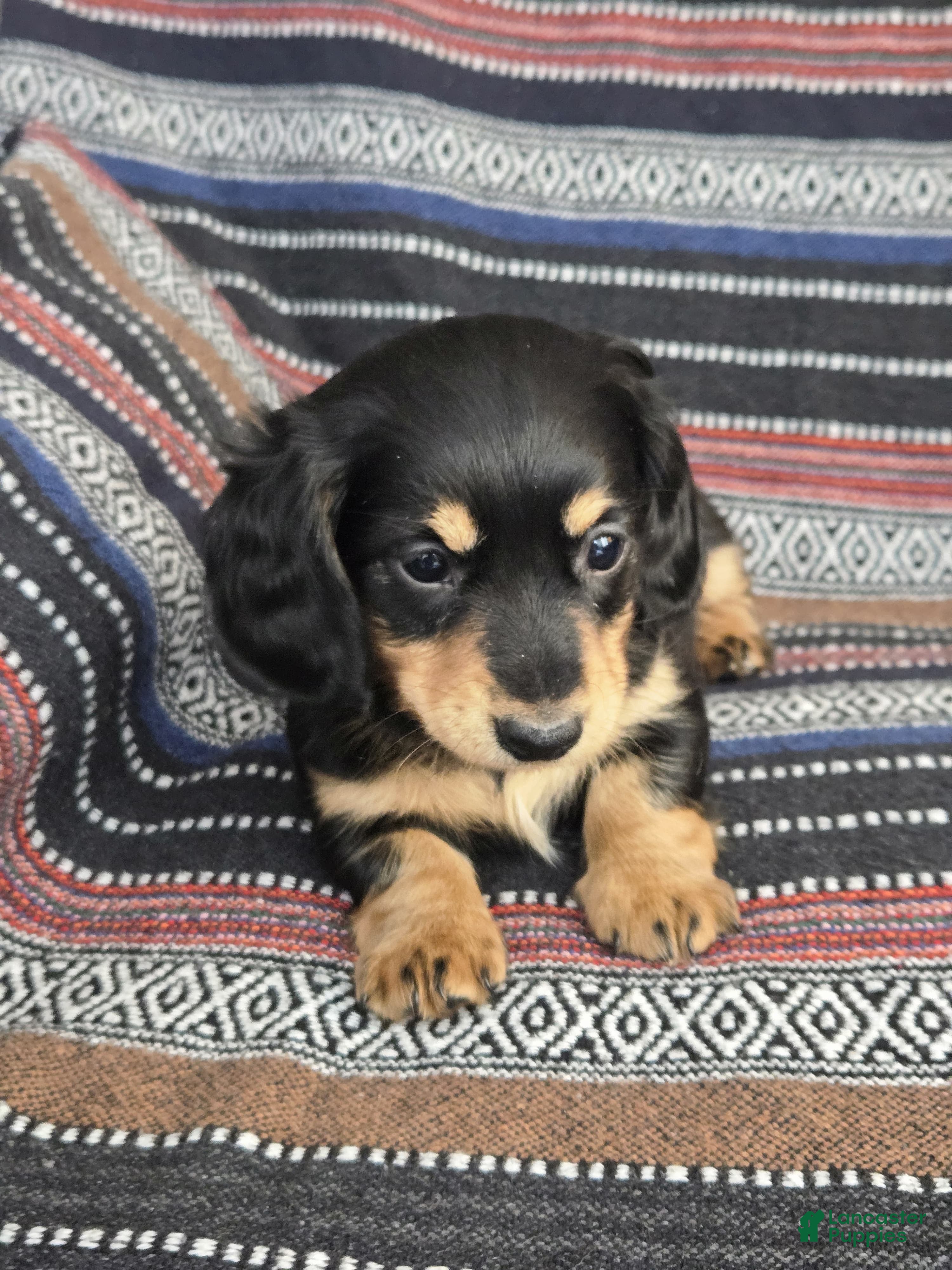 Miniature Dachshund dogs Miniature Dachshund Puppy 2 - Ad 2
