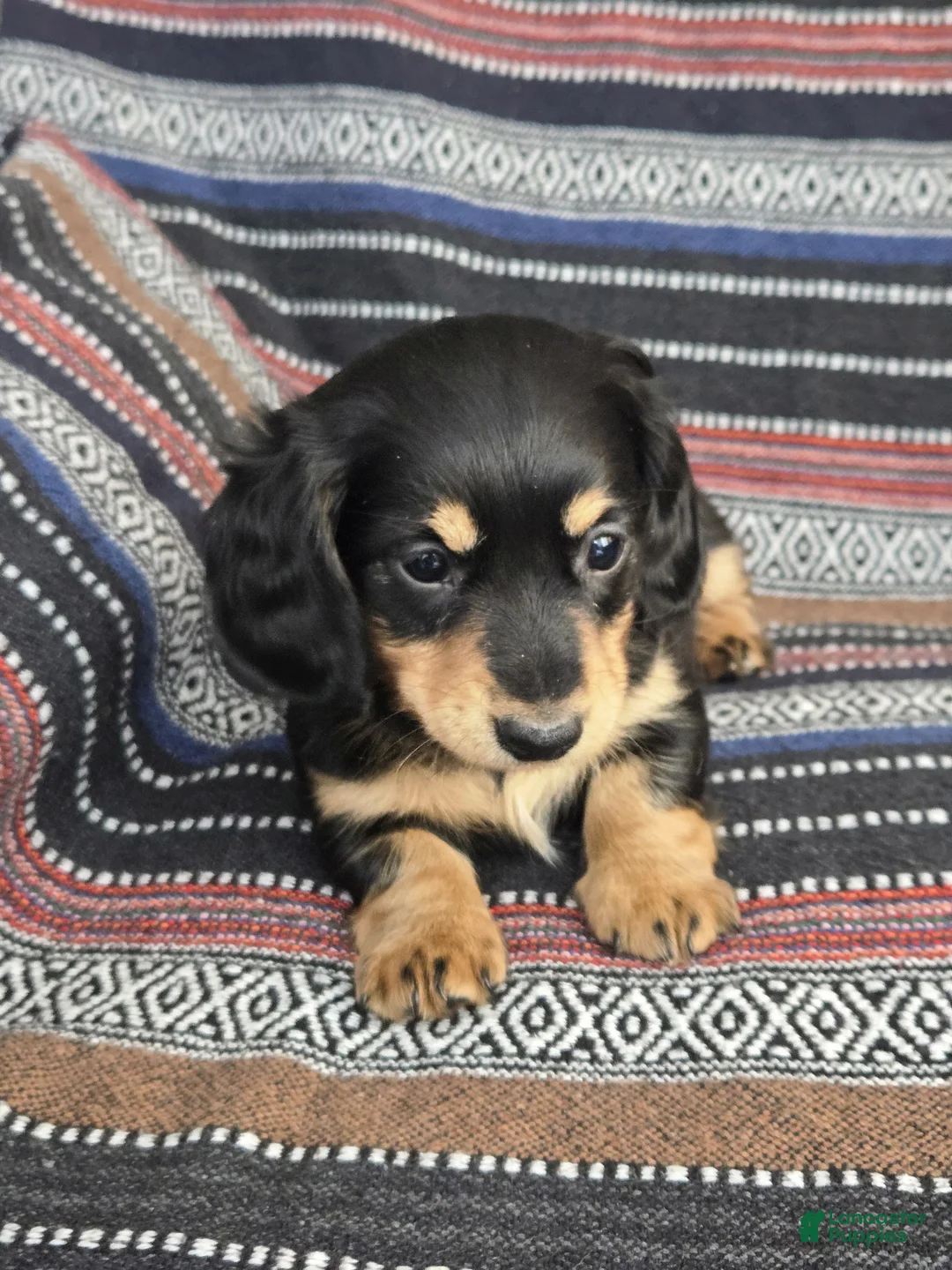 Miniature Dachshund dogs for sale: Miniature Dachshund Puppy 2 - Ad 2