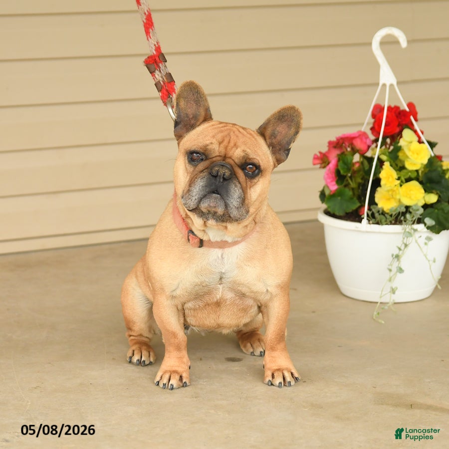French Bulldog dogs for sale: Shelly - Ad 2
