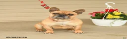 French Bulldog dogs for sale: Shelly - Ad 1