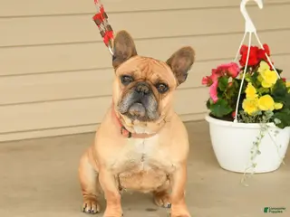 French Bulldog dogs for sale: Shelly - Ad 2