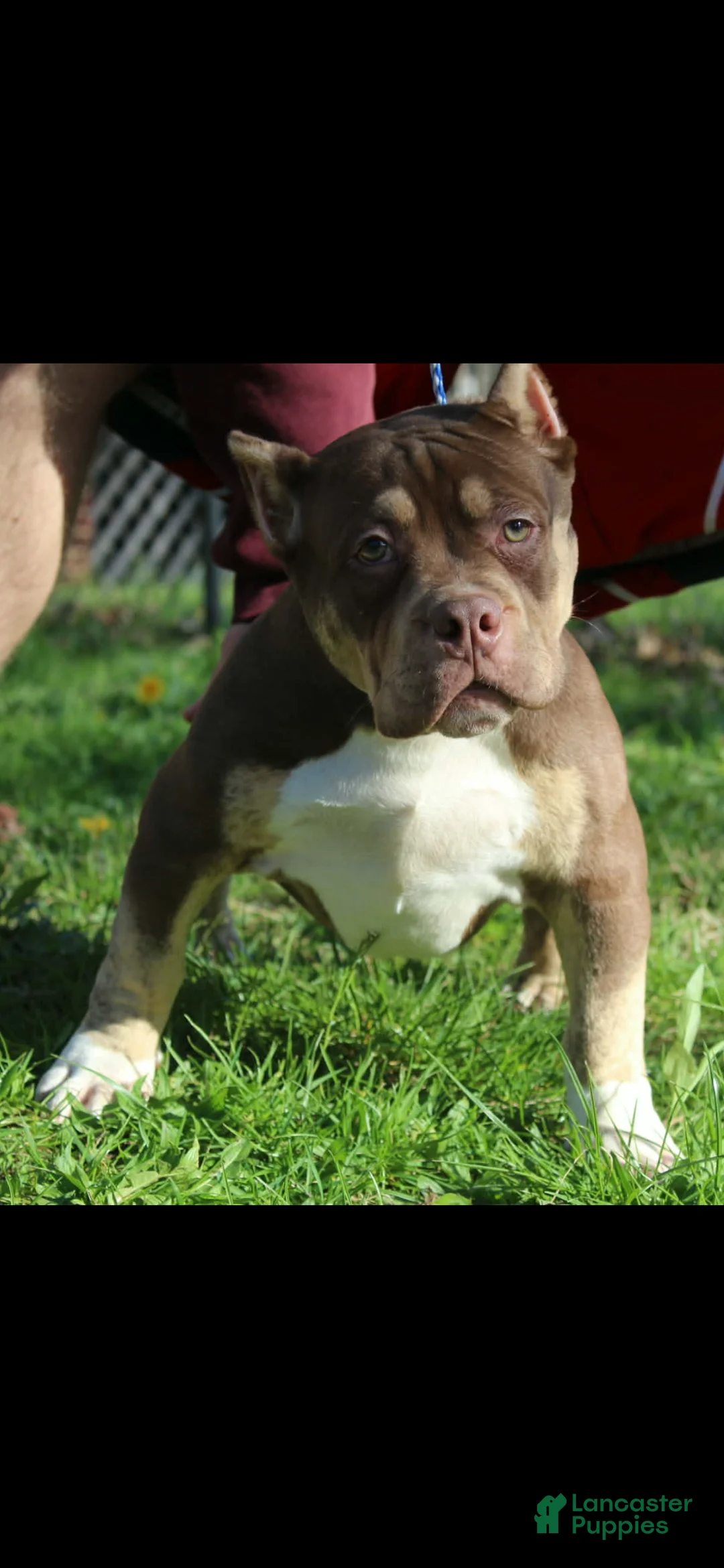 American Bully dogs for sale: Moose Tracks - Ad 2