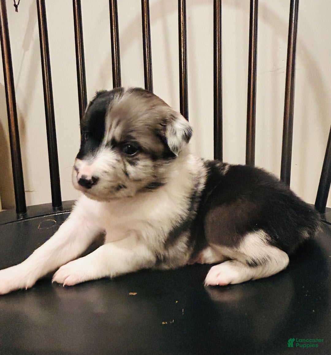 Australian Shepherd dogs for sale: Willow - Ad 1