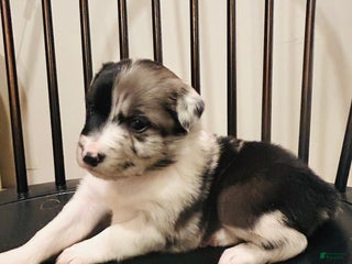 Australian Shepherd dogs Willow - Ad 4