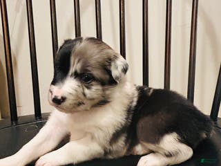 Australian Shepherd dogs Willow - Ad 40