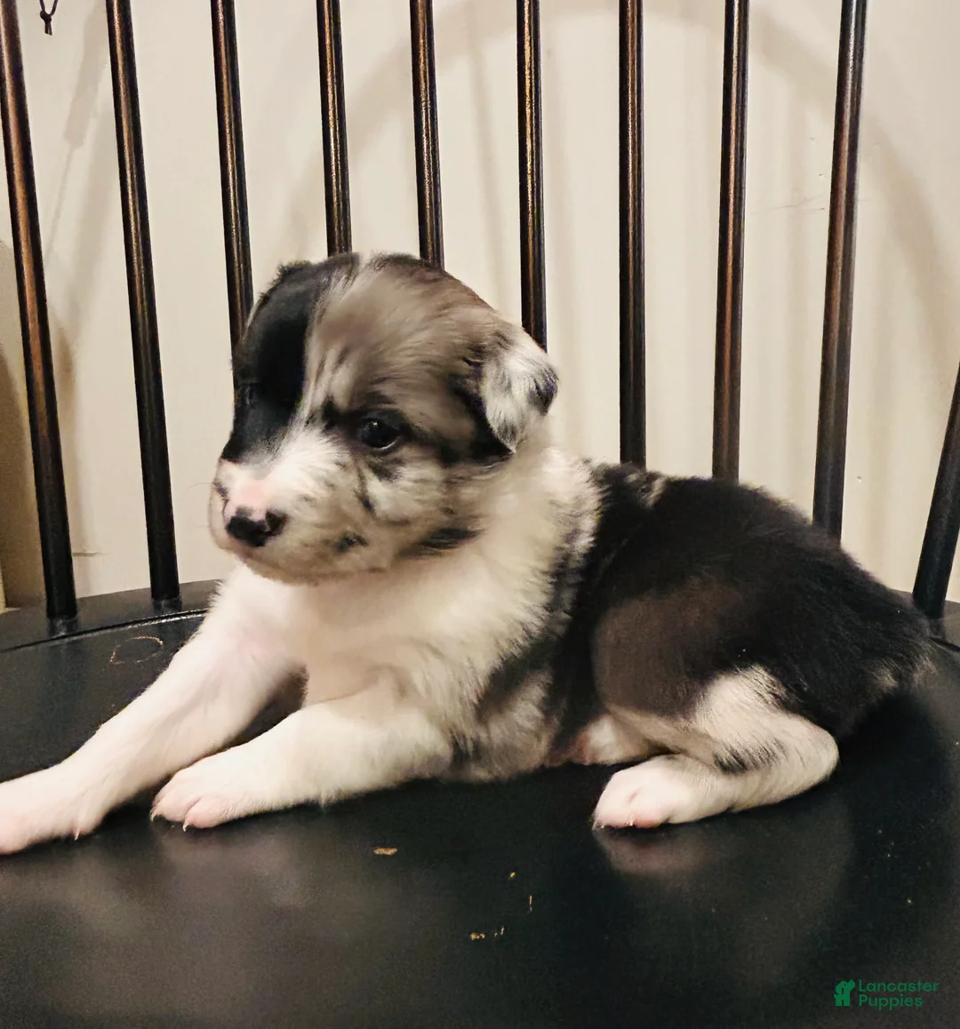 Australian Shepherd dogs for sale: Willow - Ad 1