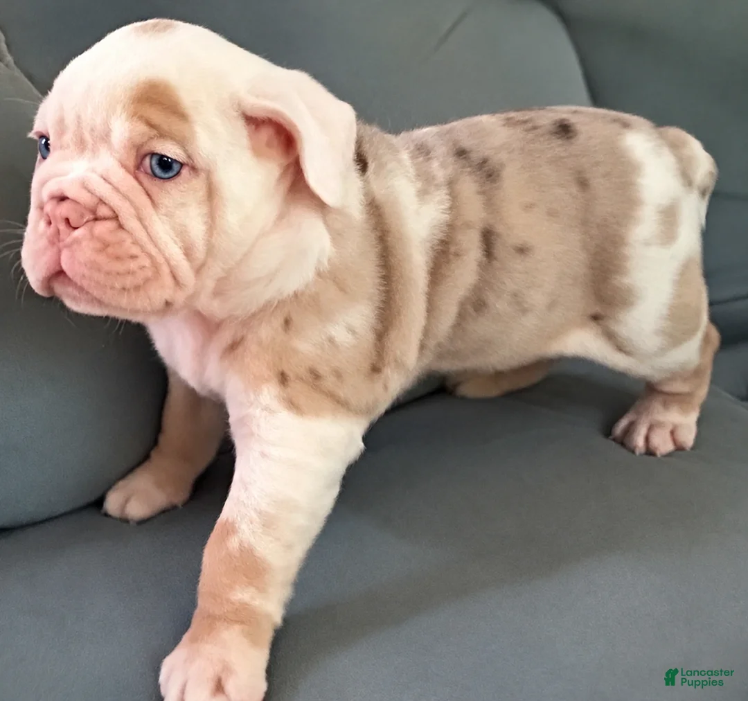 Beabull dogs for sale: Georgie - Ad 2