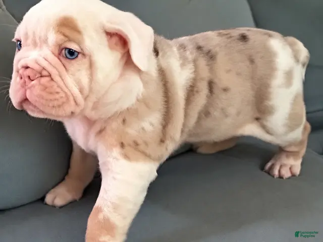 Beabull dogs Georgie - Ad 2