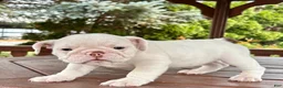English Bulldog dogs for sale: Olaf - Ad 3
